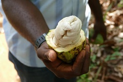 Beim Ernten der frischen Kakaofrüchte wird meist wenig auf Umwelt und Gesundheit der Kleinbauern geachtet. Das soll sich mit Hilfe des Projektes ändern. © Prof. Dr. Martin Franz