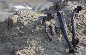 Die Fossilien des Danuvius wurden bei Pforzen im Allgäu gefunden.  Foto: Florian Breier