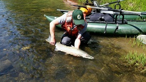 Steelhead Trout im Mashel River im US-Bundesstaat Washington  James Losee