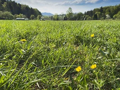 Wissen über biologische Systeme nutzen, um ökologisch zu wirtschaften: Das ist der Grundgedanke der Bioökonomie. (Foto: Gabi Zachmann, KIT)  Gabi Zachmann, KIT