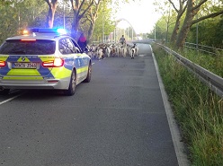 Eine Ziegenherde beschäftigt die Herner Polizei