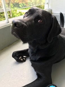 Schwarzer Labrador (Symbolfoto) rennt nach Verkehrsunfall davon