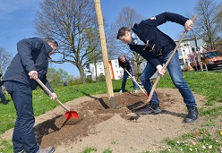 Neue Bäume für unser Klima, Symbolbild