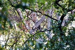 Abgestorbene Rotbuchen