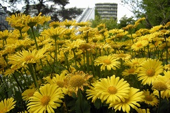 Tag der StadtNatur Blumen