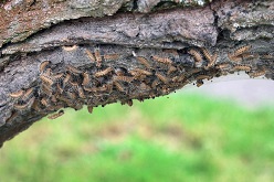 Eichenprozessionsspinner