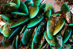 Die Grüne Miesmuschel Perna viridis, gesammelt in Jakarta, Indonesien.  Foto: GAME