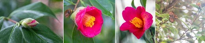 Die Japanische Kamelie (Camellia japonica) blüht im Januar. Rechts sind Fruchtstände aus dem Vorjahr zu sehen. HHU / Arne Claussen