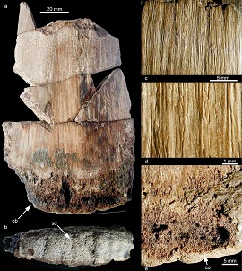 Der neue Hautknochen eines unbekannten, gepanzerten Dinosauriers aus dem frühen Jura der Tongrube bei Klein Lehmhagen, Grimmen.  Marco Schade & Jörg Ansorge