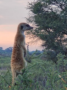 Erdmännchen balancieren auf Holz oder Gestrüpp, um nach Räubern Ausschau zu halten  Foto: Prof. Simone Sommer  Uni Ulm
