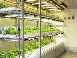 Lebensmittelproduktion: In einer vertikalen Kultivierung werden unterschiedliche in SUSKULT produzierten Flüssigdünger untersucht.  Fraunhofer UMSICHT