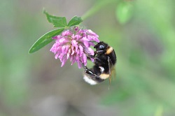 Erdhummel an Rotkleeblüte  Frank Sommerlandt  Thünen-Institut