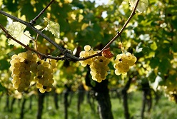 Weniger Fungizide im Weinbau: Ein Verbundprojekt unter Leitung der Universität Hohenheim hat ein neues Sensorsystem entwickelt. Damit lassen sich Pilz-Krankheiten im Weinbau präziser vorhersagen und somit Fungizide einsparen.  Astrid Untermann  Universität Hohenheim