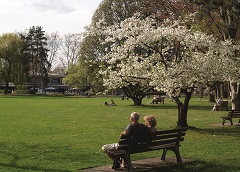 Kirschblüte-Kurpark