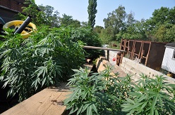 Rauschgiftermittler stellen knapp 50 Cannabispflanzen sicher