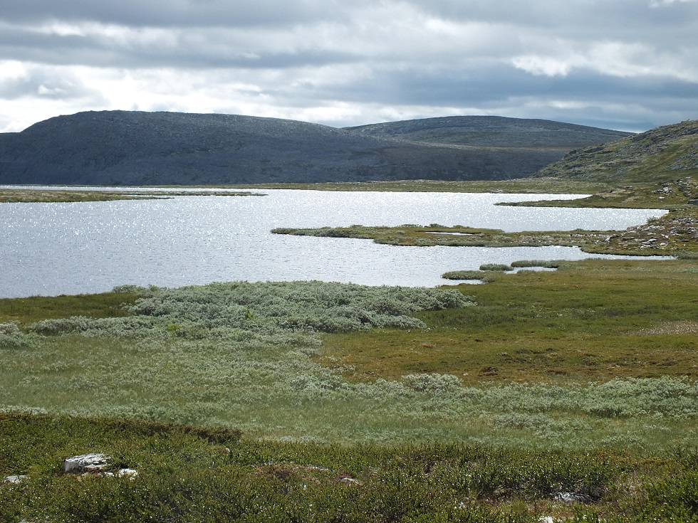 Friisvegen
