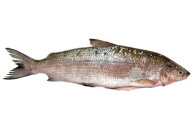 Reinanke oder Felchen – Ein Fisch mit tausend Namen