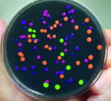 Bunte Bakterien und lila Tomaten zur Langen Nacht der Wissenschaft