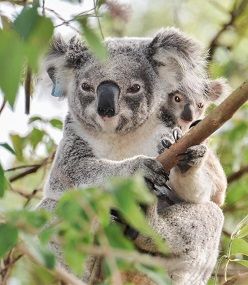 Koala in der Wildnis A. Gillett