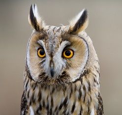 Eule Woody Foto Carsten Röwekamp