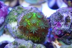 Eine drei Monate alte Steinkoralle (Acropora millepora) im Aquarium  Samuel Nietzer