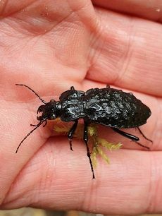 Der urige Grubenlaufkäfer ist ein europäischer Feuchtwaldbewohner  Michael Püls