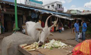 Milchkuh in einer Gasse im dichtbesiedelten Bengaluru Quelle: Amelie Bernzen Copyright: Universität Vechta