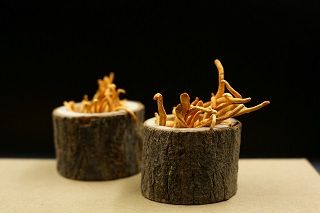 Superfood  Heilpilz Cordyceps Symbolbild pixabay(1)
