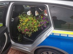 Prächtig blühendes Diebesgut! - Bochumer Polizei bringt Blumen zurück