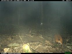 Neue eierlegende Säugetierart  Wilting A/Leibniz-IZW