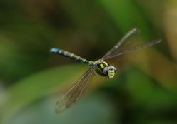 Libelle_Nachweis Andreas Brandhoff