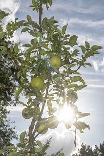 Obstwiese