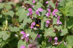 Hummeln fliegen mehrere Kilometer entfernt liegende Nahrungsquellen an. Sie profitieren schnell von günstigen Nahrungsressourcen in Gärten.  Foto: Christoph Moning  Copyright: Hochschule Weihenstephan-Triesdorf
