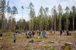 Viele fleißige Hände haben innerhalb kürzester Zeit die Setzlinge in die Erde gebracht.  Fraunhofer IDMT
