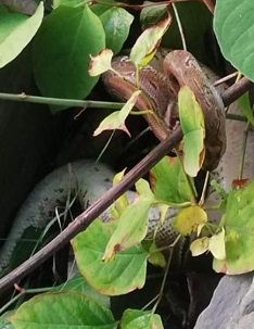 Witten-Heven: Tote Königspython am Ufer der Ruhr entdeckt