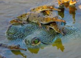 Ungefährliches Krokodil in Gefahr: Erstmaliger IUCN Green Status stuft Gavial als „kritisch dezimiert” ein