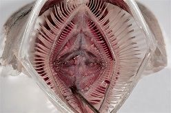 Blick ins geöffnete Maul einer Sardelle: Die Kiemenbögen haben verlängerte Kiemenrechen mit Dentikeln und bilden so ein feines Sieb.