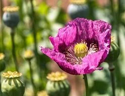 Was steht mehr für den Sommer als eine Mohnblume, hier die Blüte des Schlaf-Mohns (Papaver somniferum, opiatfreie Sorge).  HHU / Arne Claussen