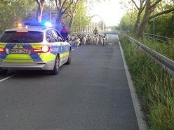 Eine Ziegenherde beschäftigt die Herner Polizei