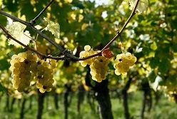 Weniger Fungizide im Weinbau: Ein Verbundprojekt unter Leitung der Universität Hohenheim hat ein neues Sensorsystem entwickelt. Damit lassen sich Pilz-Krankheiten im Weinbau präziser vorhersagen und somit Fungizide einsparen.  Astrid Untermann  Universität Hohenheim