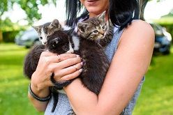 Katzen gehören zu den beliebtesten Haustieren der Deutschen.  Colourbox