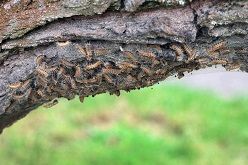 Eichenprozessionsspinner