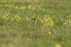 Ein Brachvogel sitzt auf einer Wiese mit Echten Schlüsselblumen.  Kaarel Kaise
