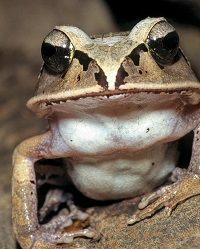 Der Gefährdungsstatus von Aglyptodactylus laticeps hat sich von 