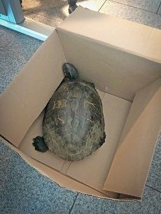 Diese Schildkröte wurde an der Polizeiwache an der Universitätsstraße abgegeben.