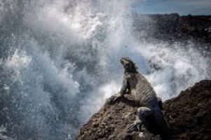 Galápagos-Meerechsen zählen für die Wissenschaft - Erfolgreiches Citizen- Science-Projekt der Universität Leipzig