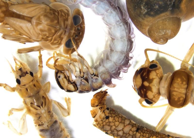 Gewässerleben unter dem Mikroskop. In naturnahen Bächen kommen in Mitteleuropa pro Quadratmeter häufig mehr als 10.000 Individuen aus mehr als 100 Arten aus den Gruppen der Insekten, Muscheln, Schnecken, Krebsen und Würmer vor  Wolfram Remmers  Umwelt-Campus Birkenfeld