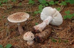 Der Perlpiz (Amanita rubescens),  Markus Blaschke, LWF