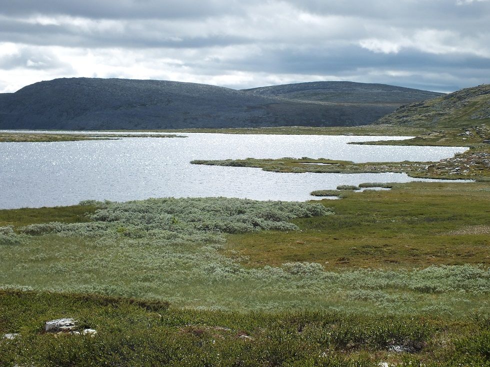 Friisvegen