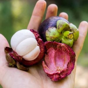 Exotische Früchte Sxmbolbild Exotische Früchte Sxmbolbild